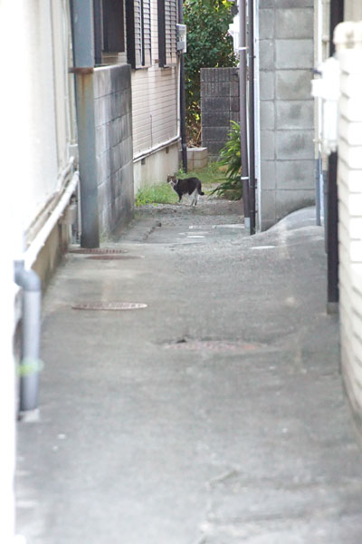 路地の奥にいた地域猫でした。路地は漁村の名残と考えられます。